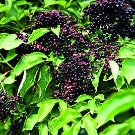 Elderberry (Hedging)